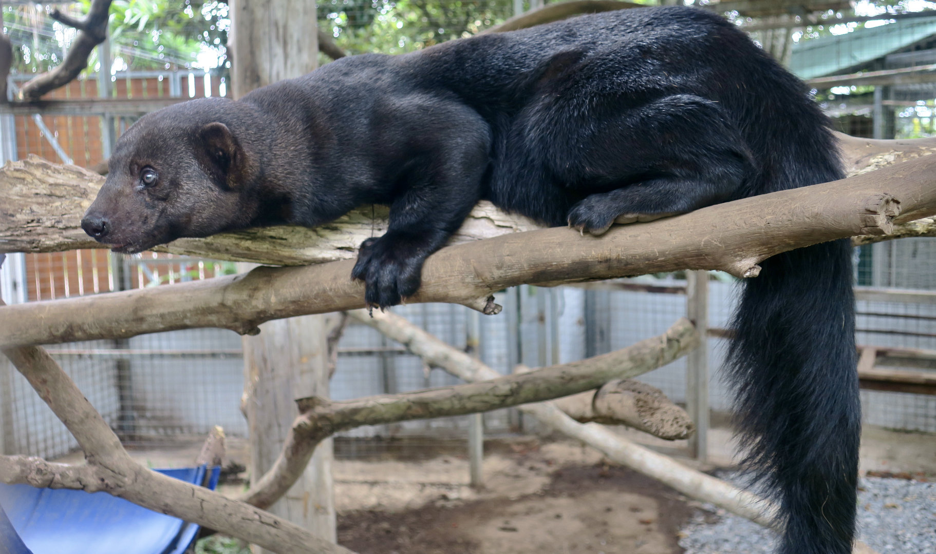 Tayra (Eira barbara inserta)