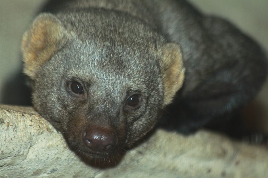 Tayra (Eira barbara)
