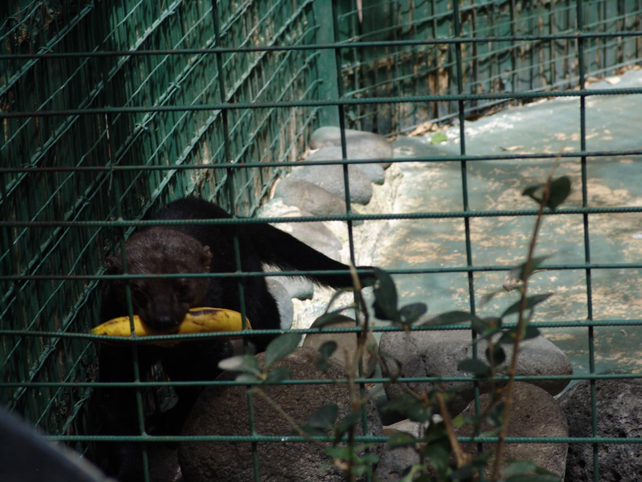 Tayra (Eira barbara)