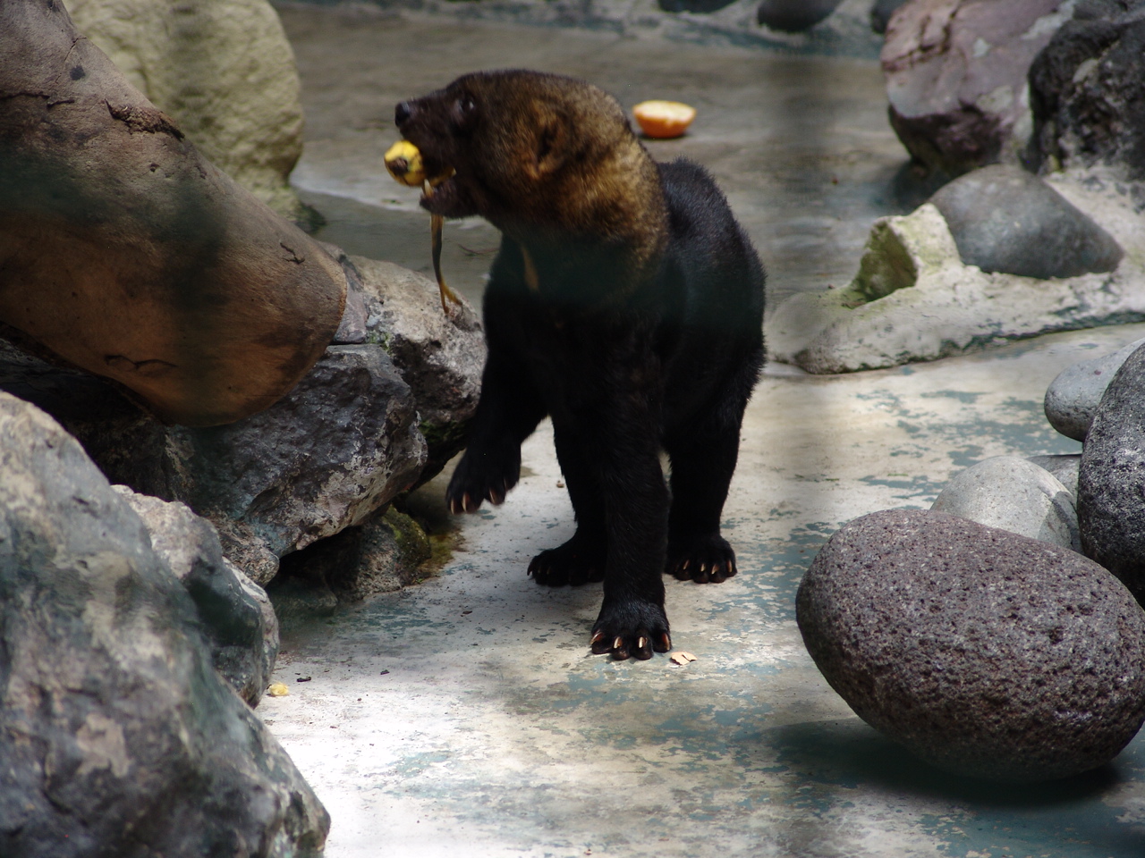 Tayra (Eira barbara)