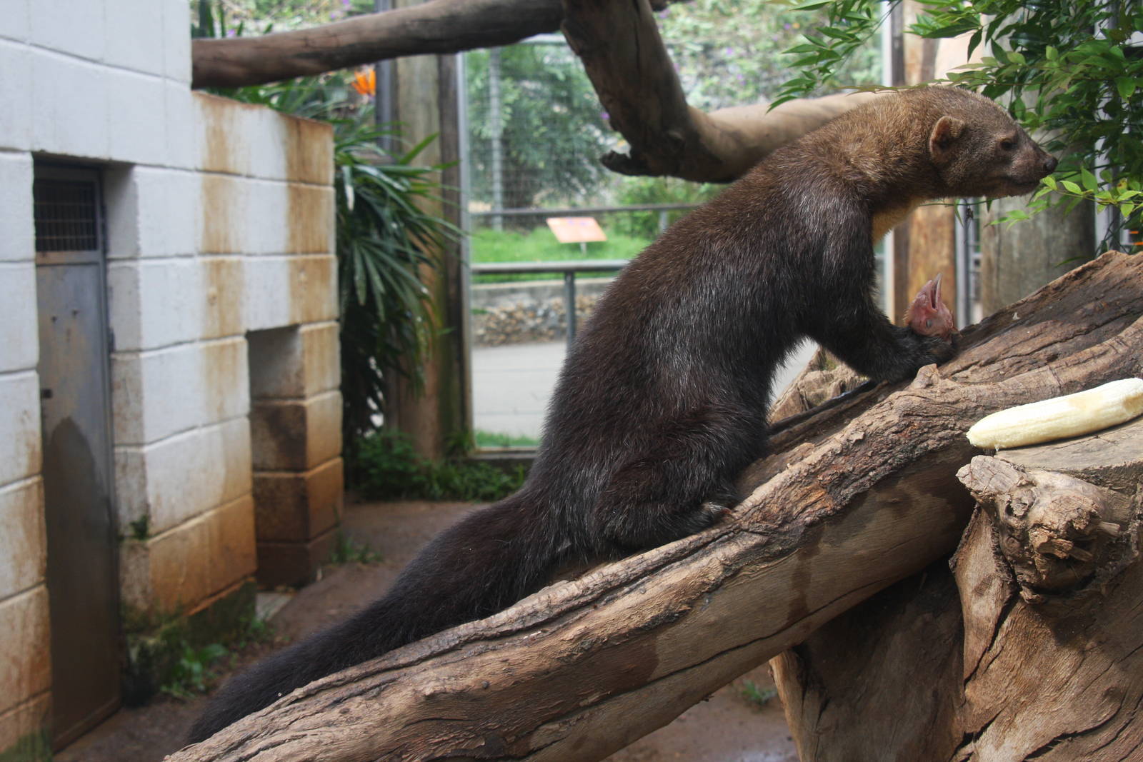 tayra (Eira barbara)