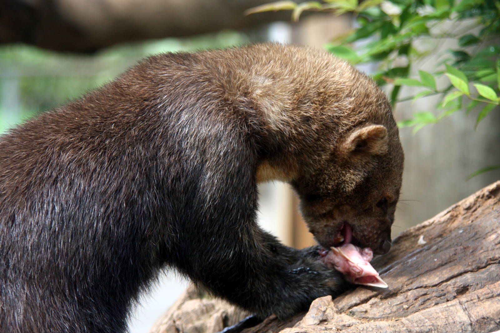 tayra (Eira barbara)