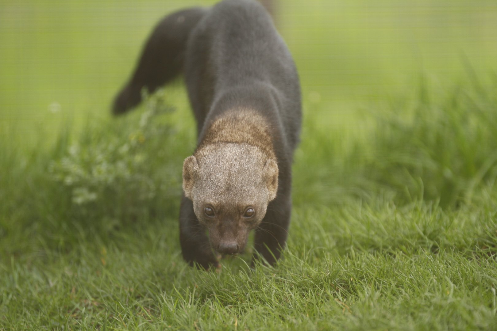 Tayra  (Eira barbara)