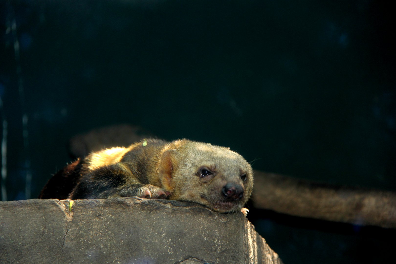 tayra (Eira barbara)