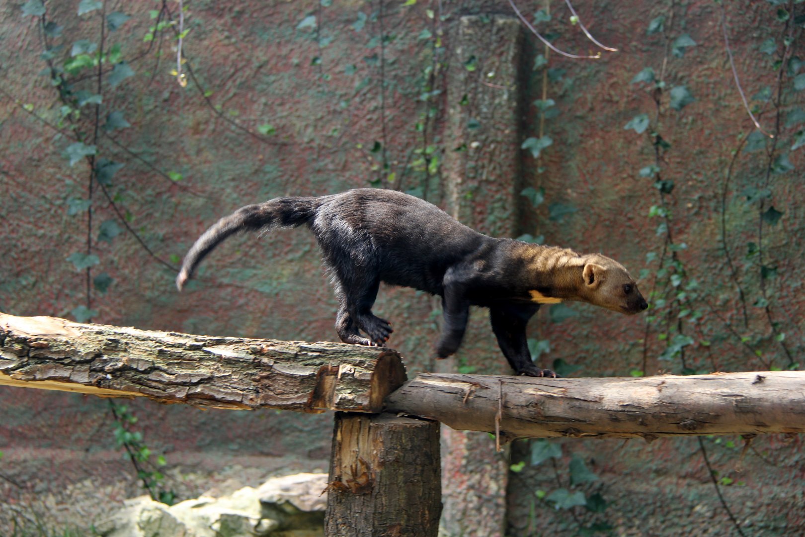 tayra (Eira barbara)