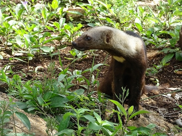 Tayra (Eira barbara)