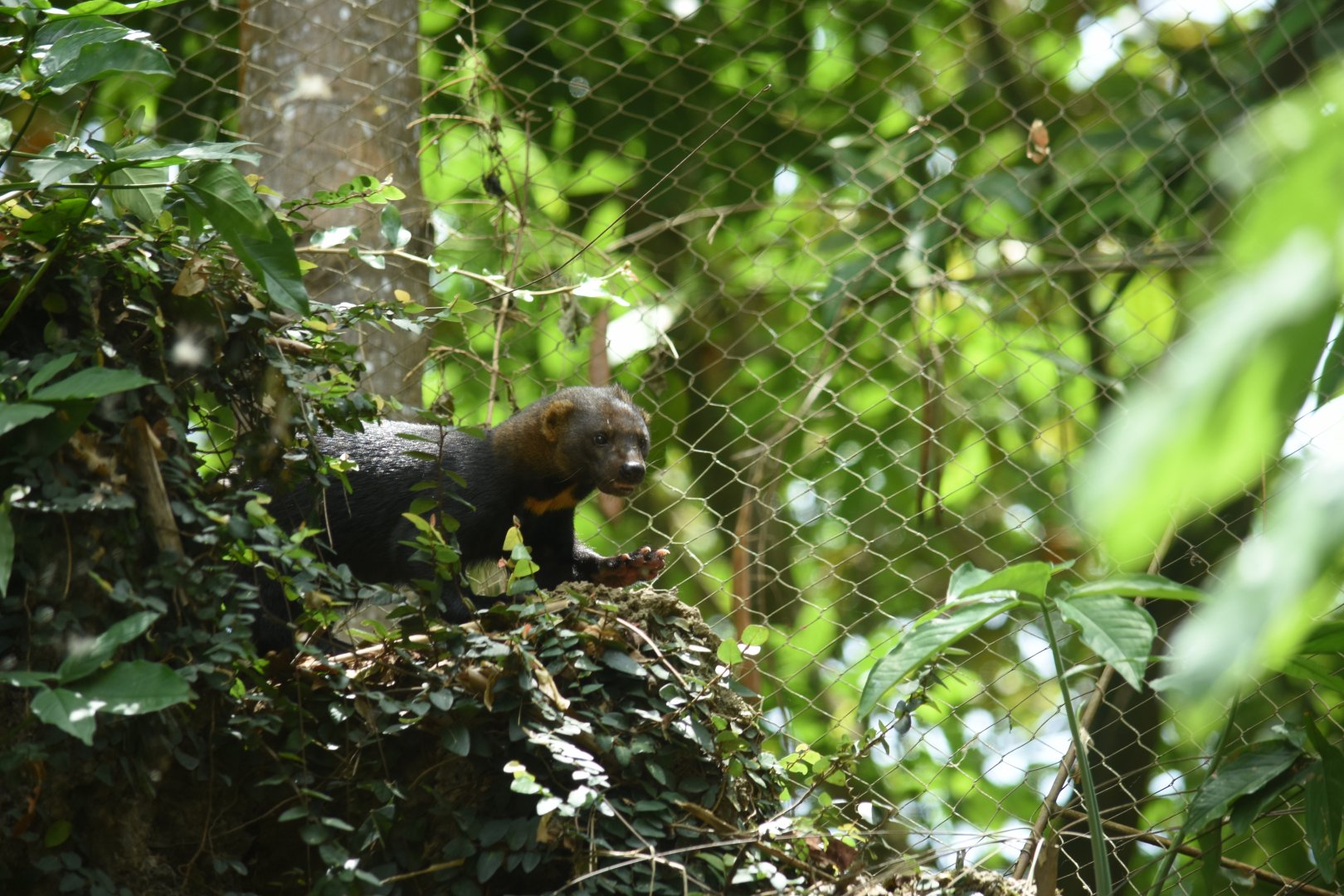 Tayra (Eira barbara)