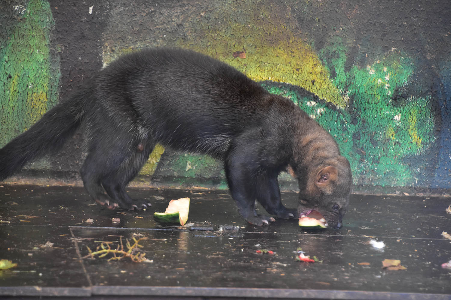 Tayra (Eira barbara)