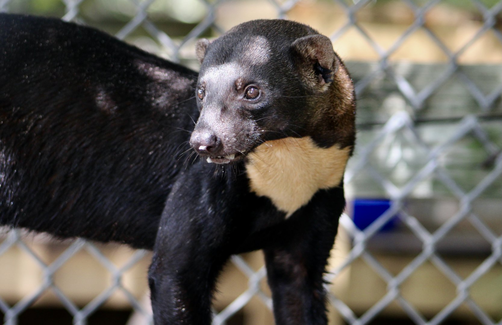 Tayra (Eira barbara)