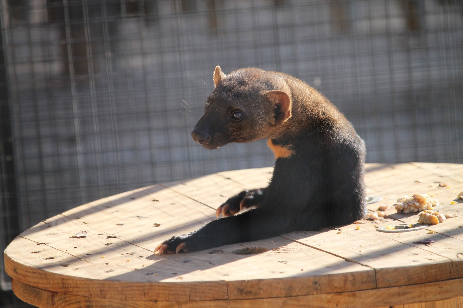 Tayra (Eira barbara)