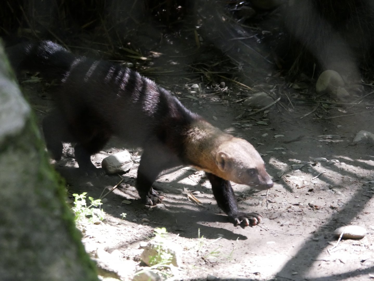 Tayra (Eira barbara)