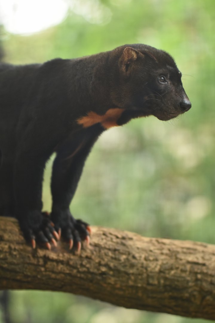 Tayra Eira barbara