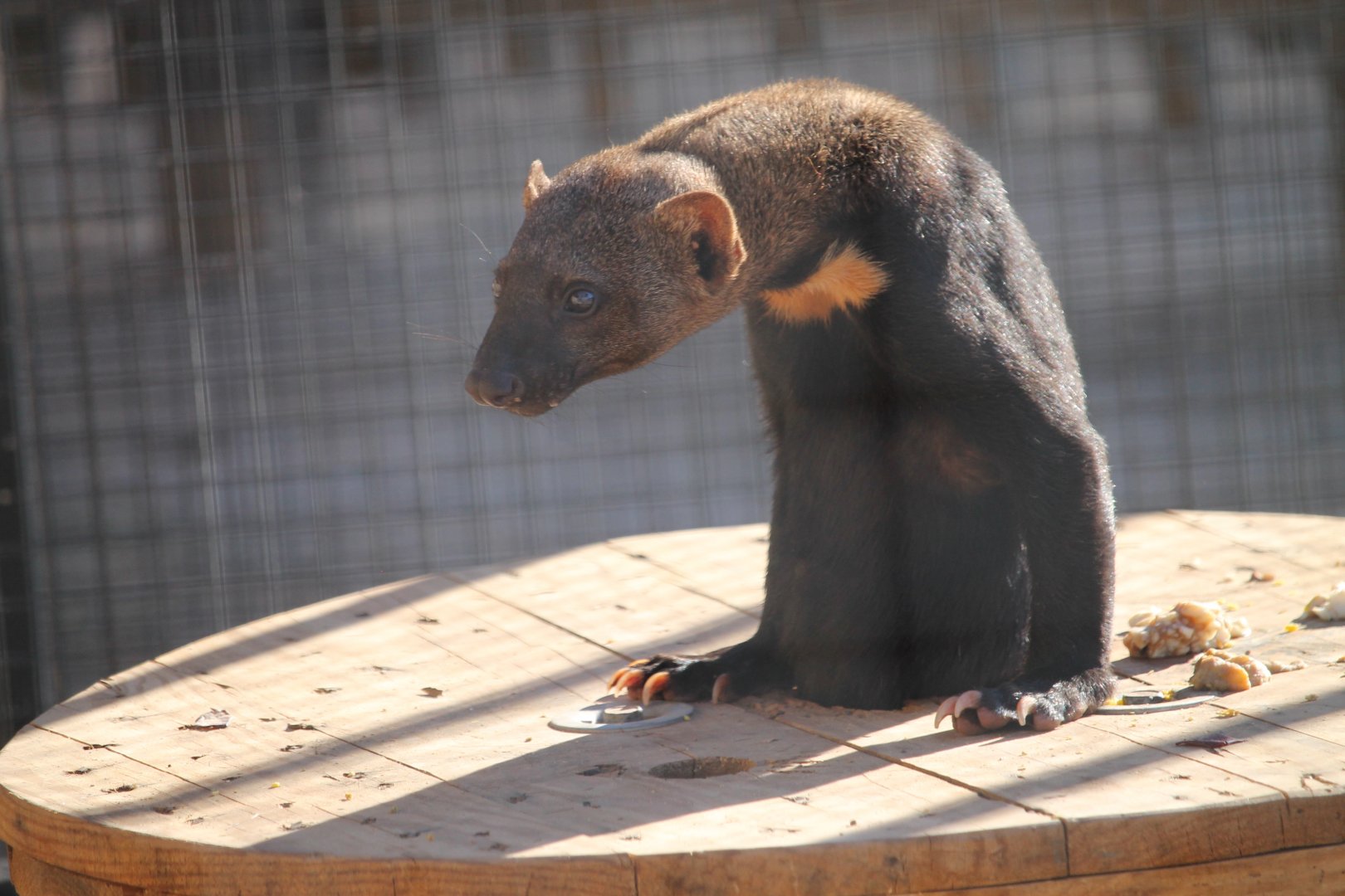Tayra Emerging!