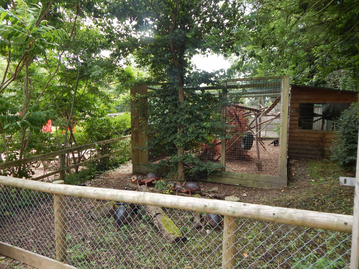 Tayra enclosure 060625