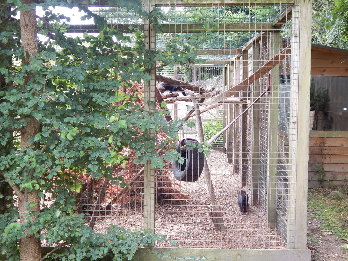Tayra enclosure 060625