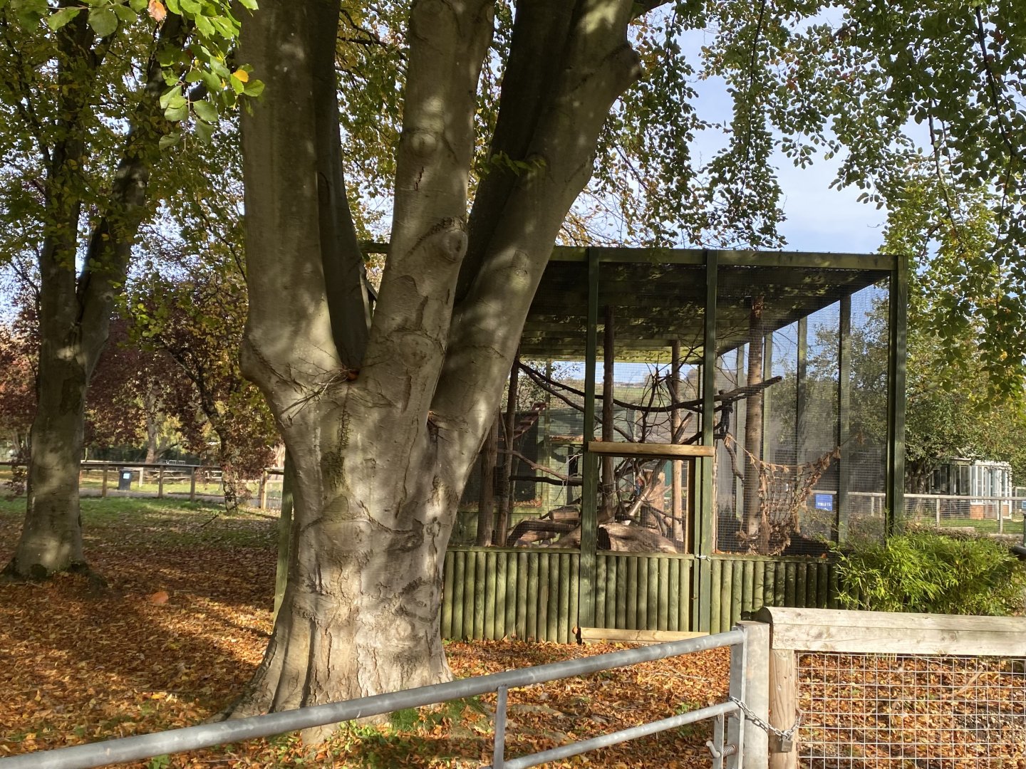 Tayra enclosure 071121