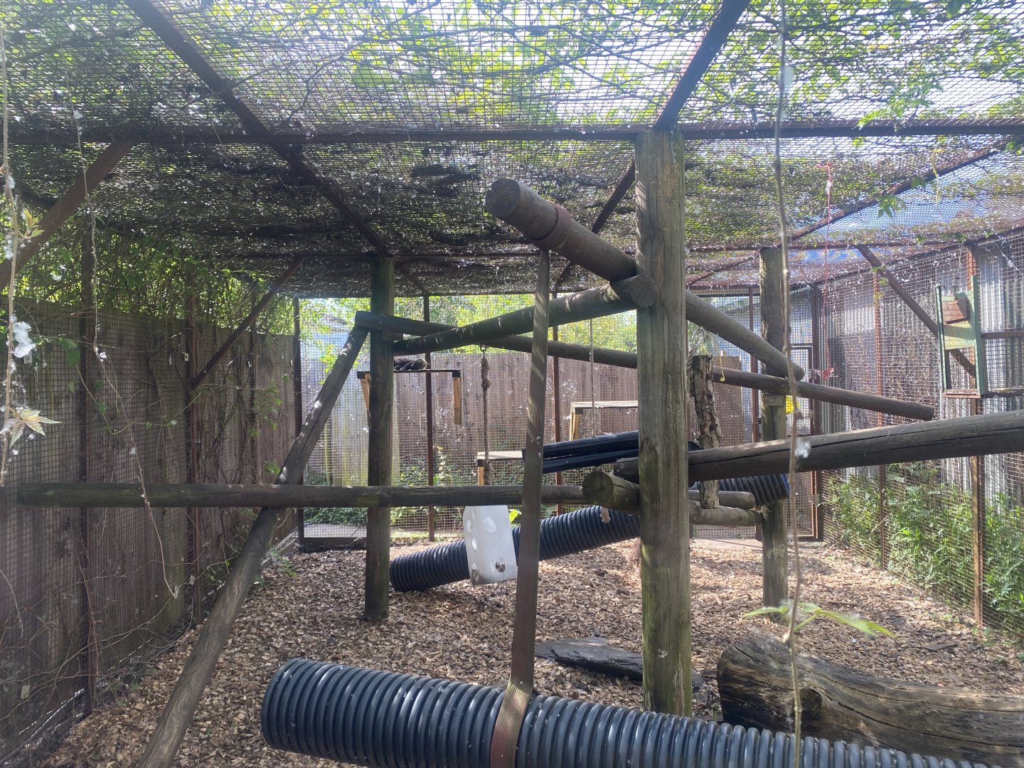Tayra enclosure (2 of 2) 280425