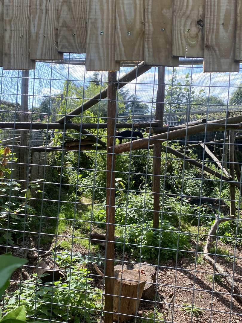 Tayra enclosure 290723