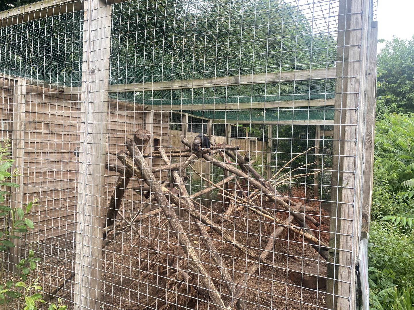 Tayra enclosure 300623