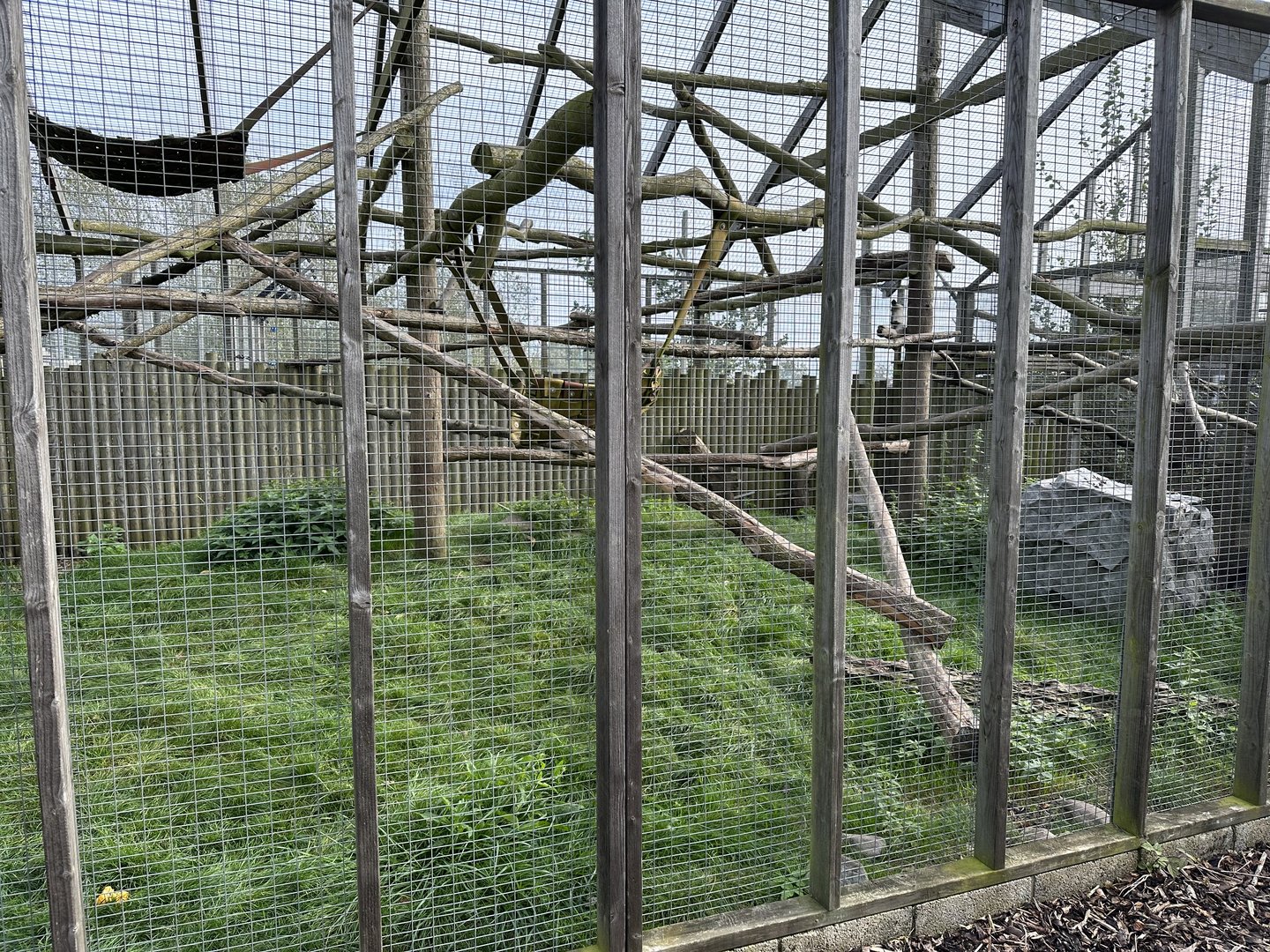 Tayra Enclosure at Hamerton Zoo Park (October 2023)