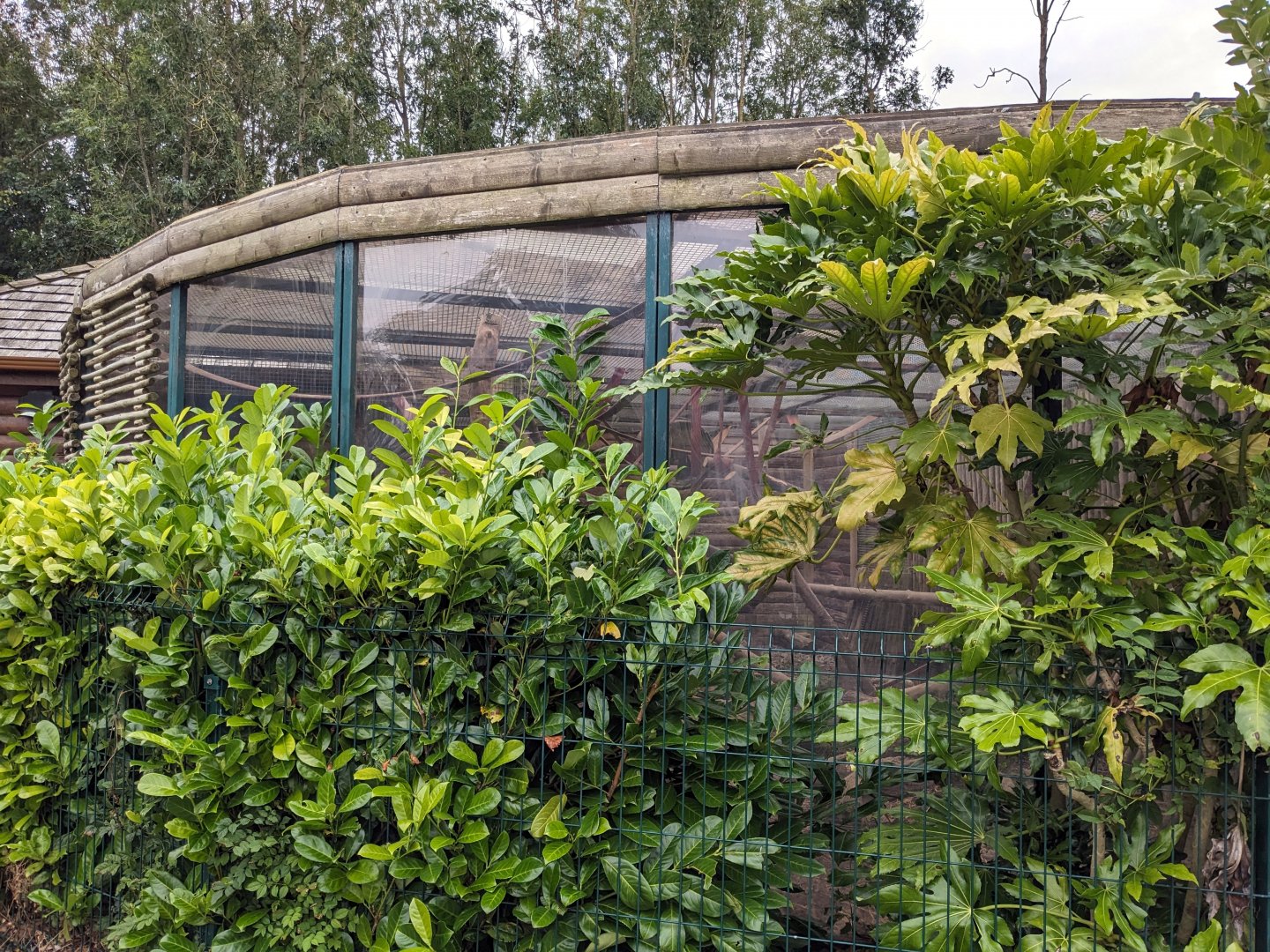 Tayra Enclosure (near impossible to view!)