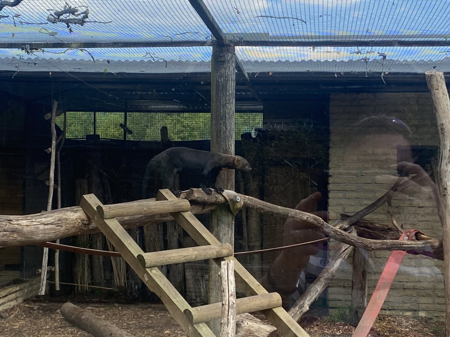 Tayra enclosure no.1 090525