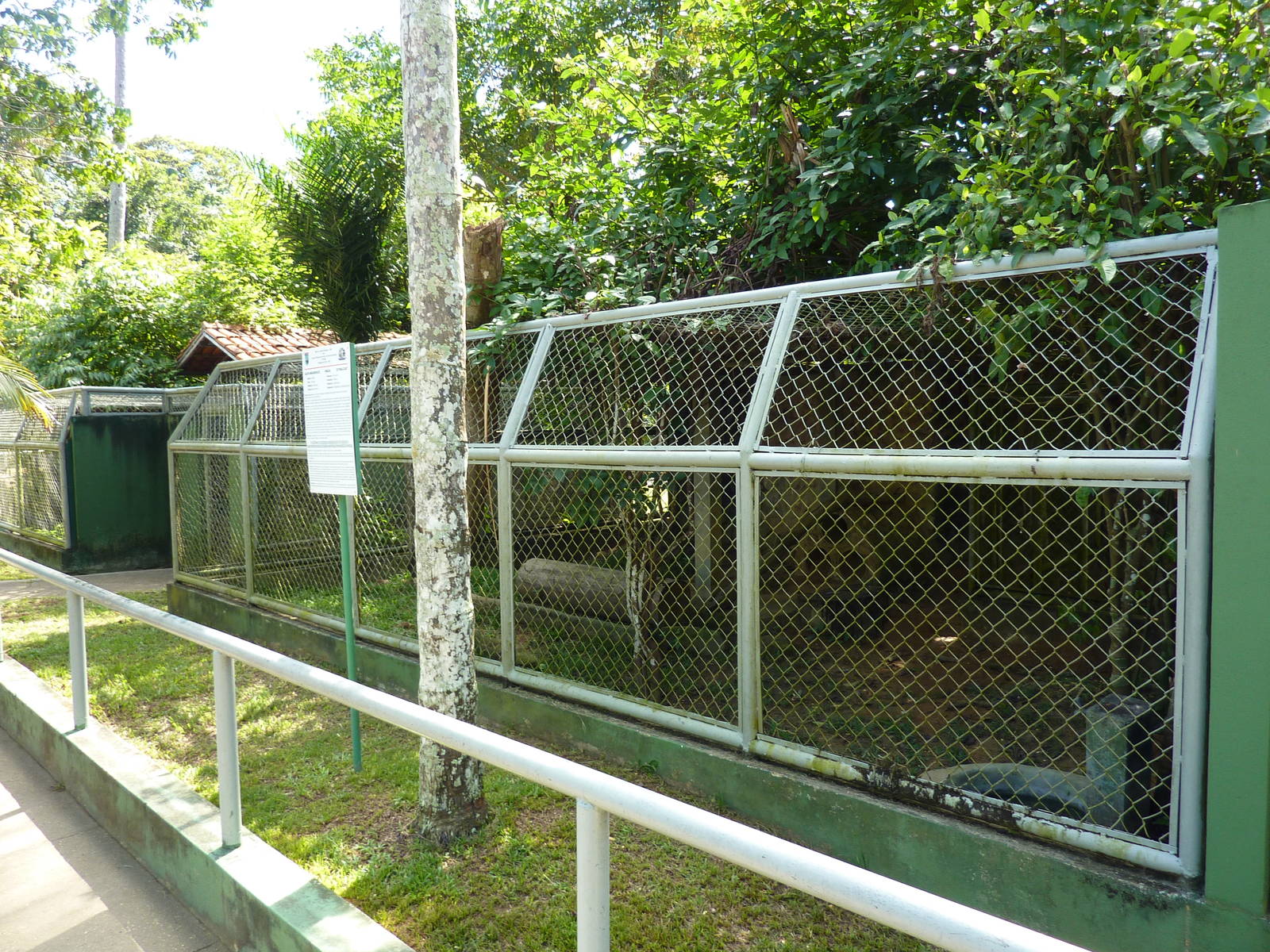 Tayra enclosure