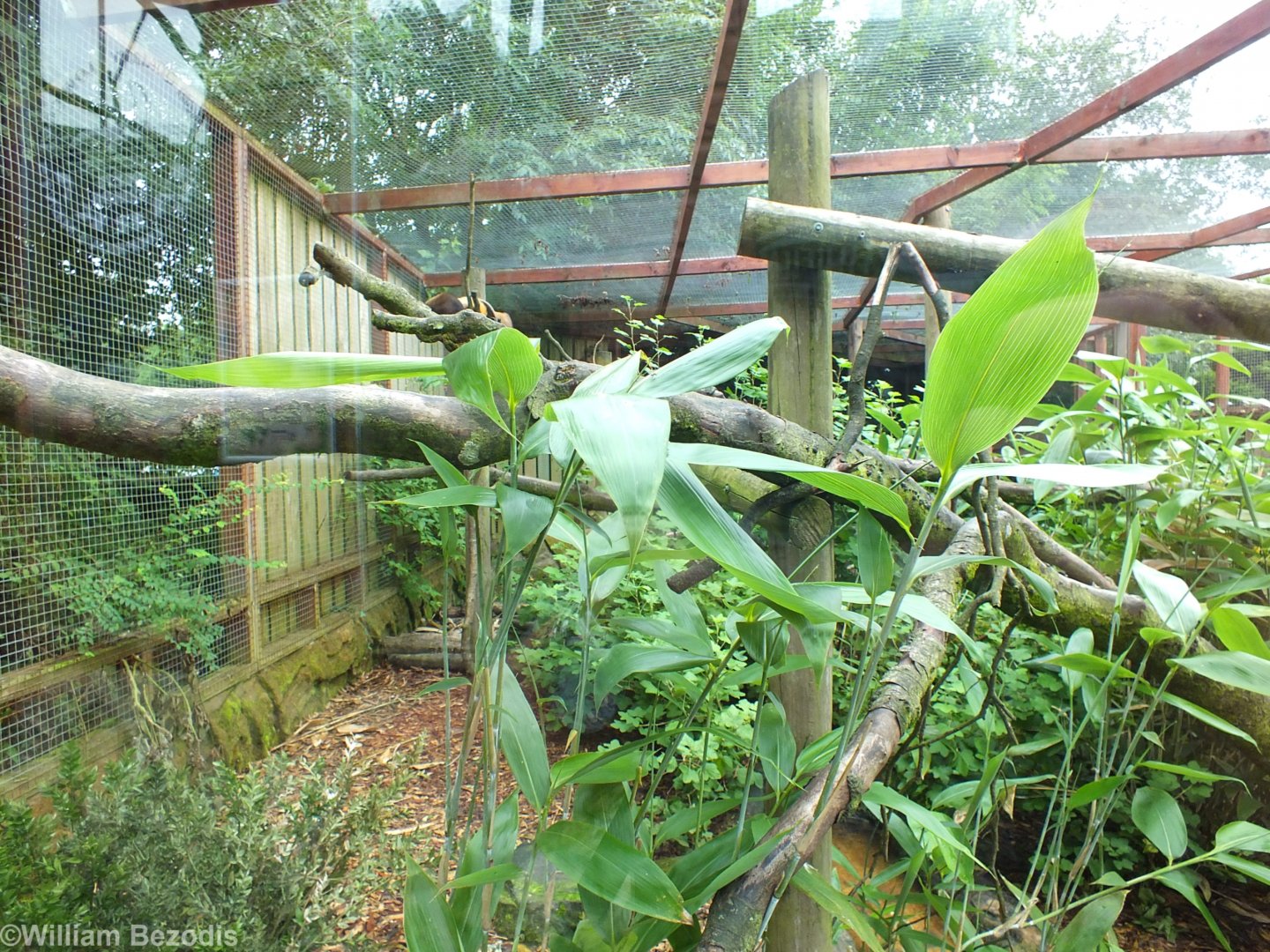 Tayra Enclosure
