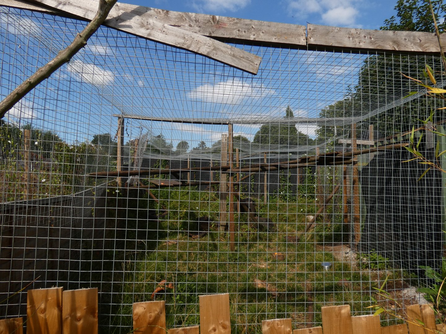 Tayra enclosure