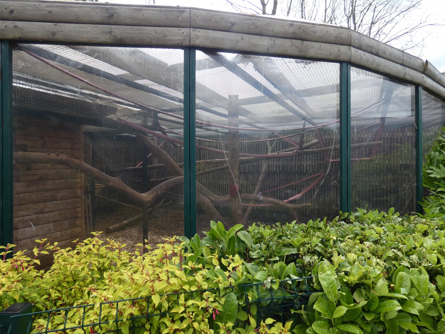 Tayra enclosure