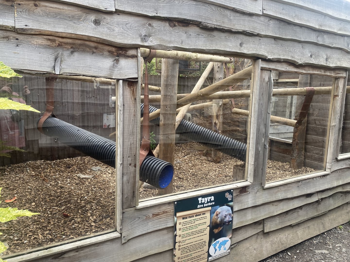 Tayra exhibit 150723