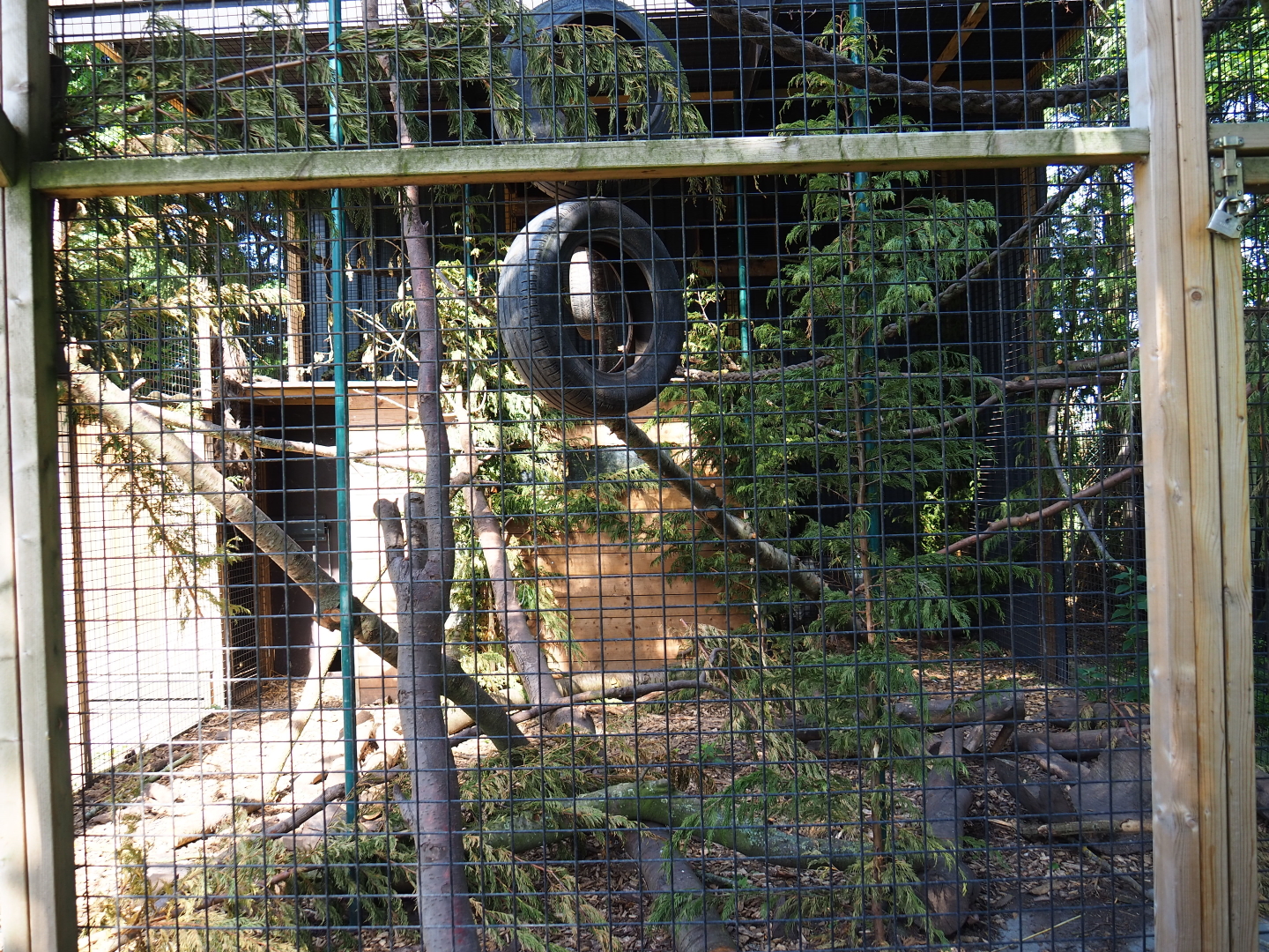 Tayra exhibit, 2019-06-01