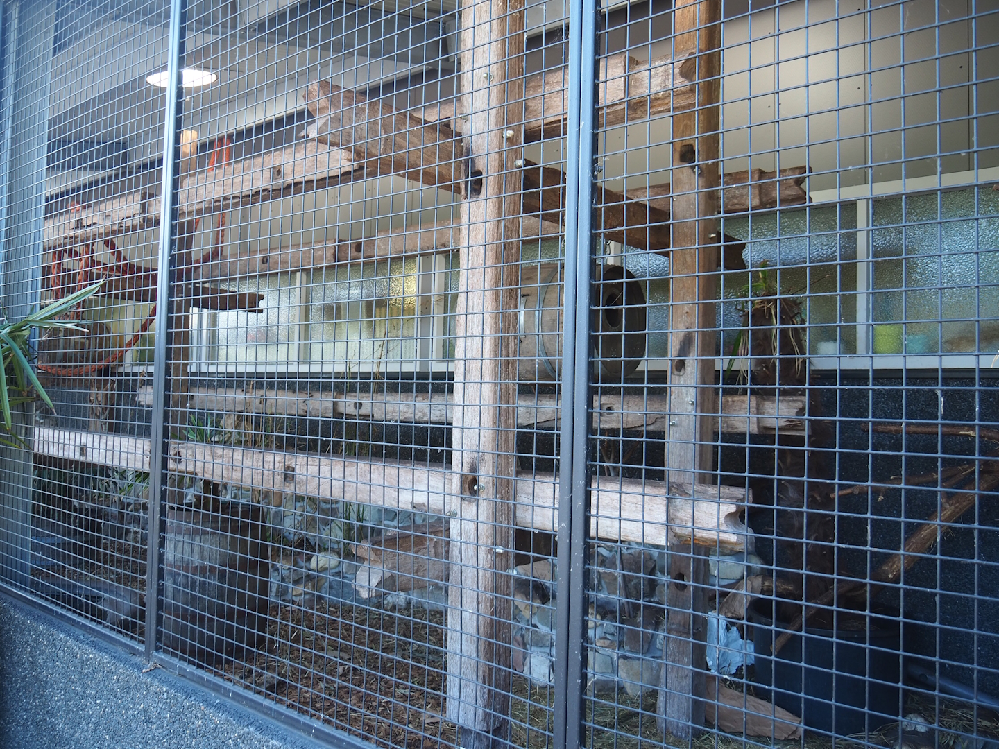 Tayra exhibit in entrance/main building, 2023-05-31