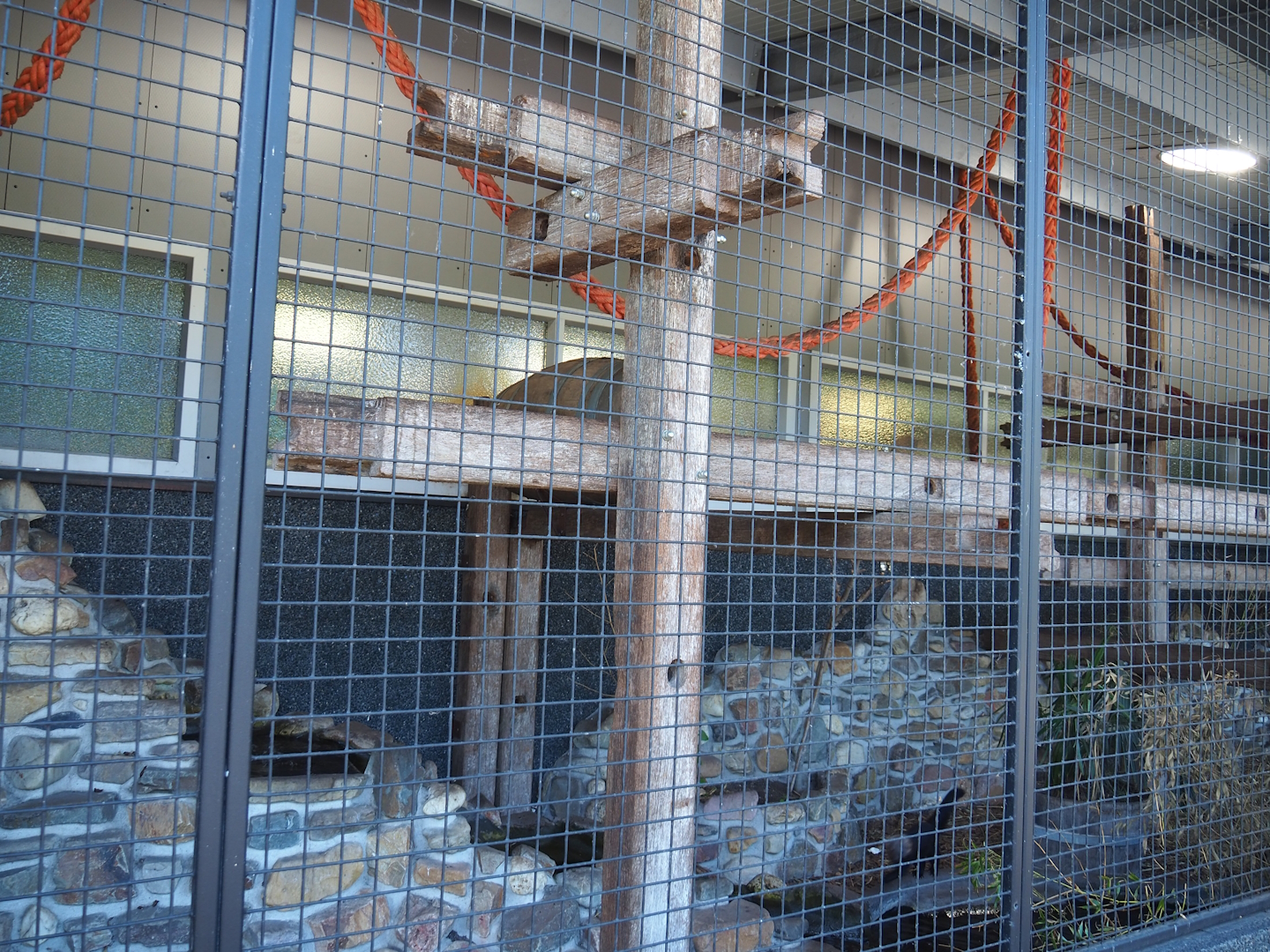 Tayra exhibit in entrance/main building, 2023-05-31