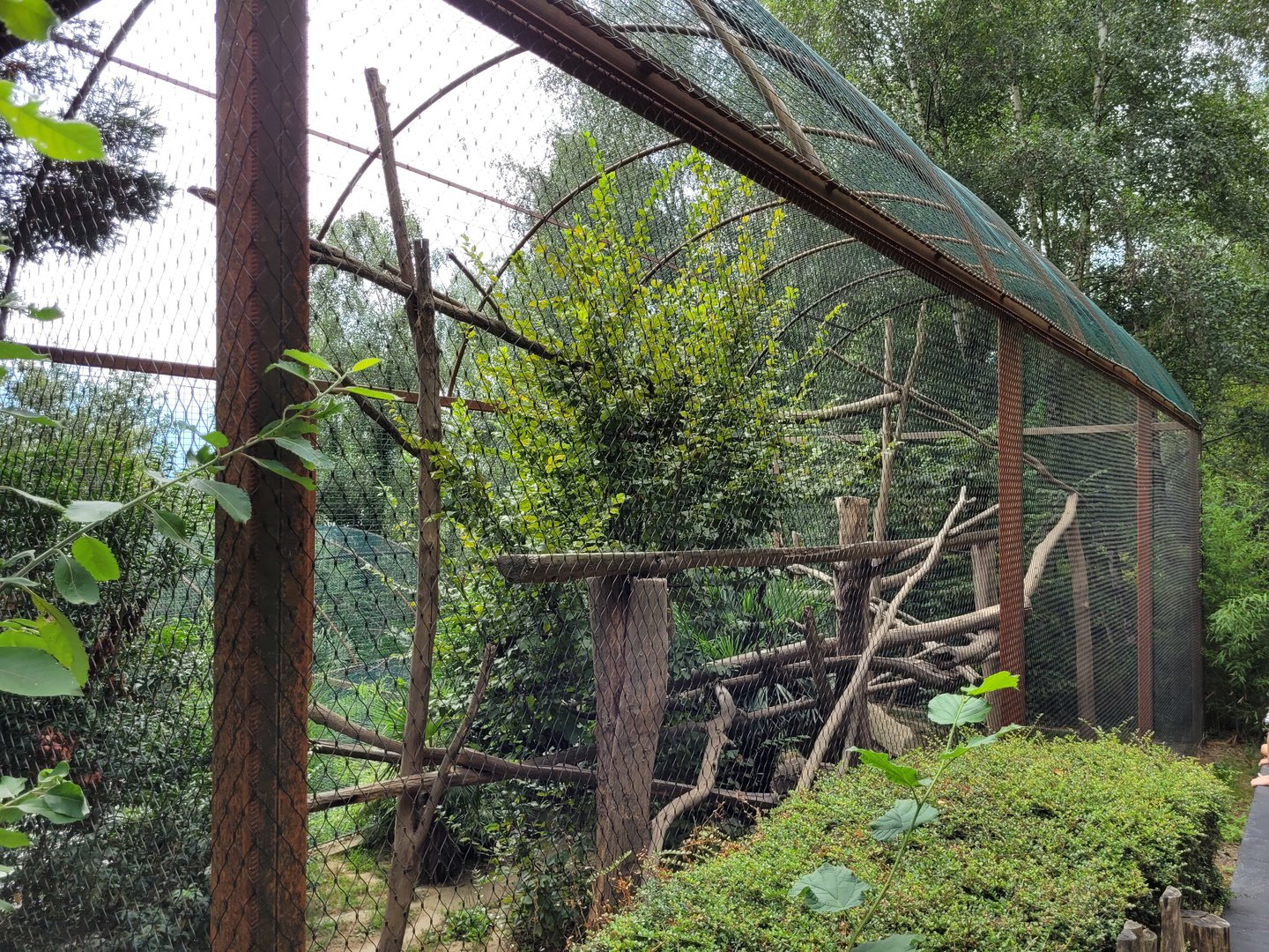 Tayra exhibit -Parc Animalier des Pyrénées (2023)