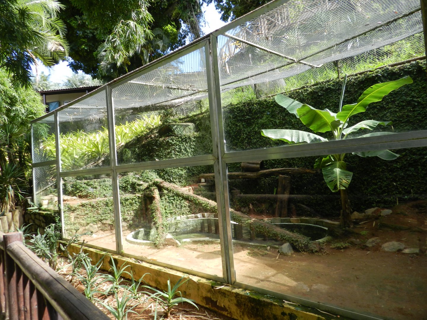 Tayra exhibit - Salvador zoo (PZGV)