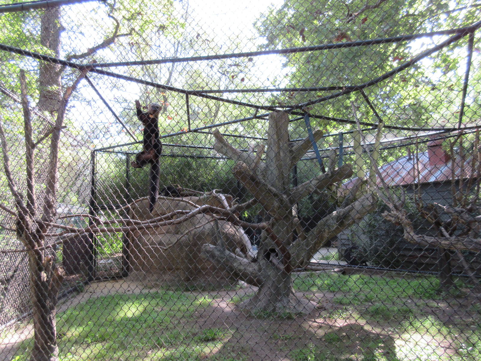Tayra Exhibit