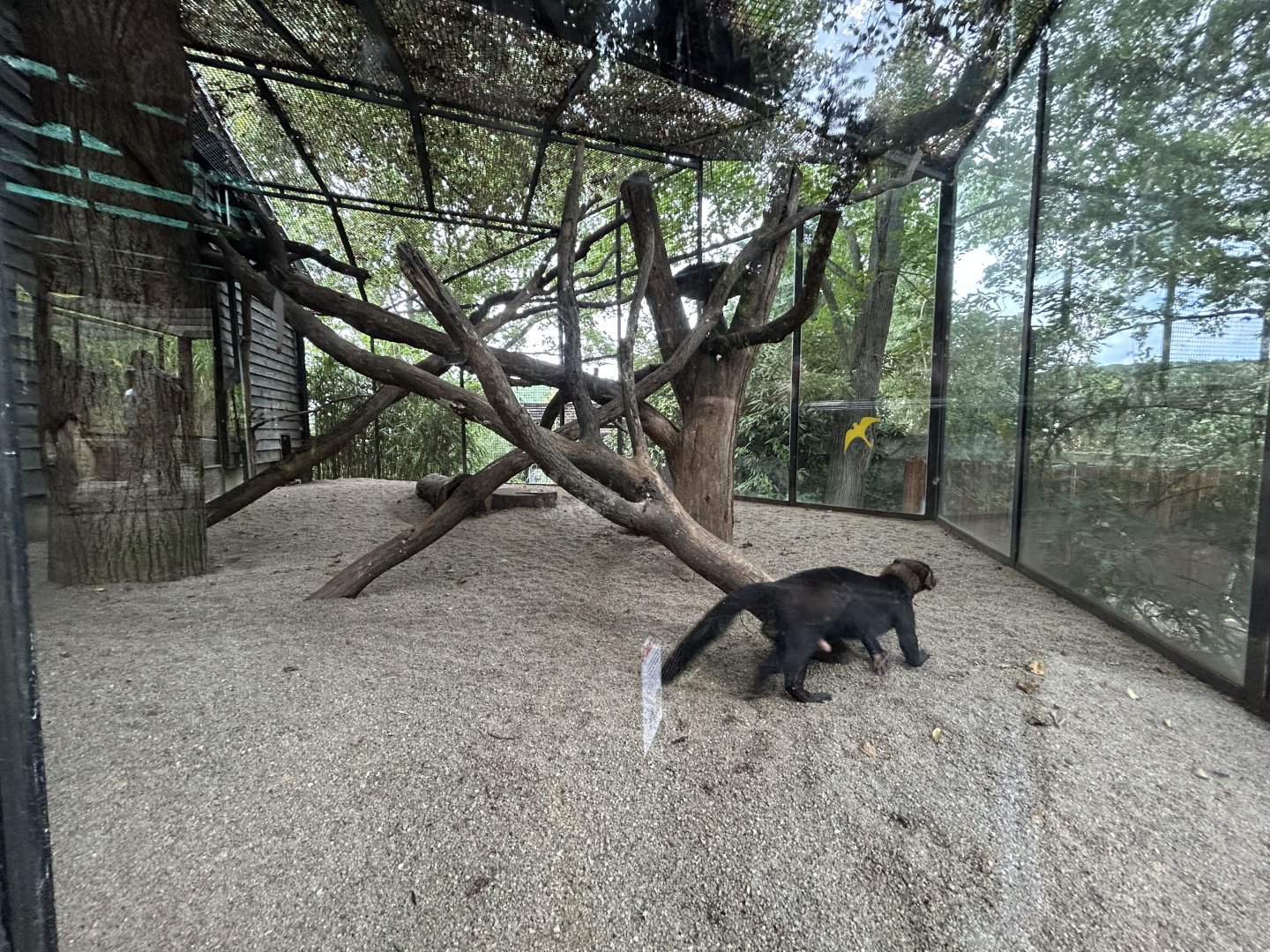 Tayra Exhibit