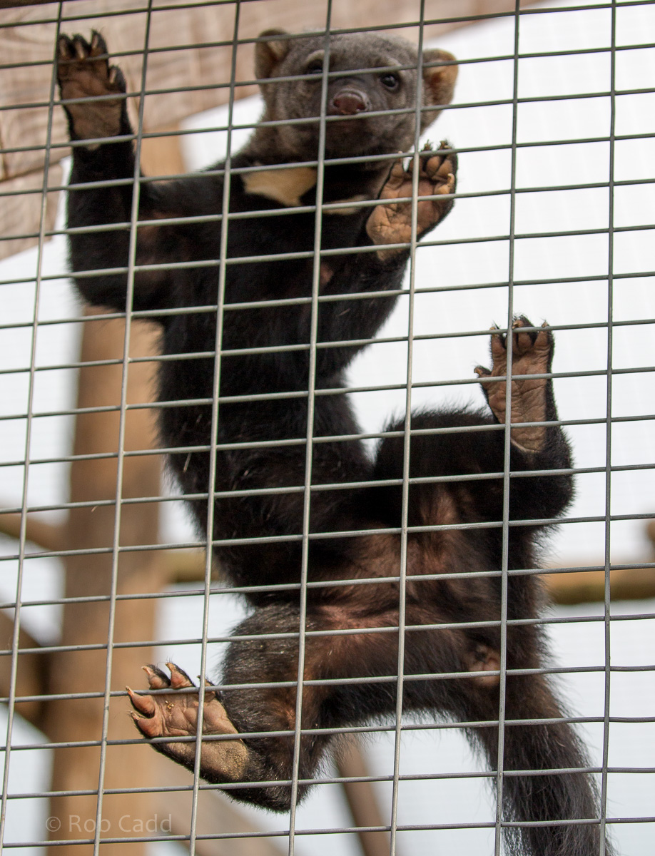 Tayra : Hamerton : 03 Apr 2016