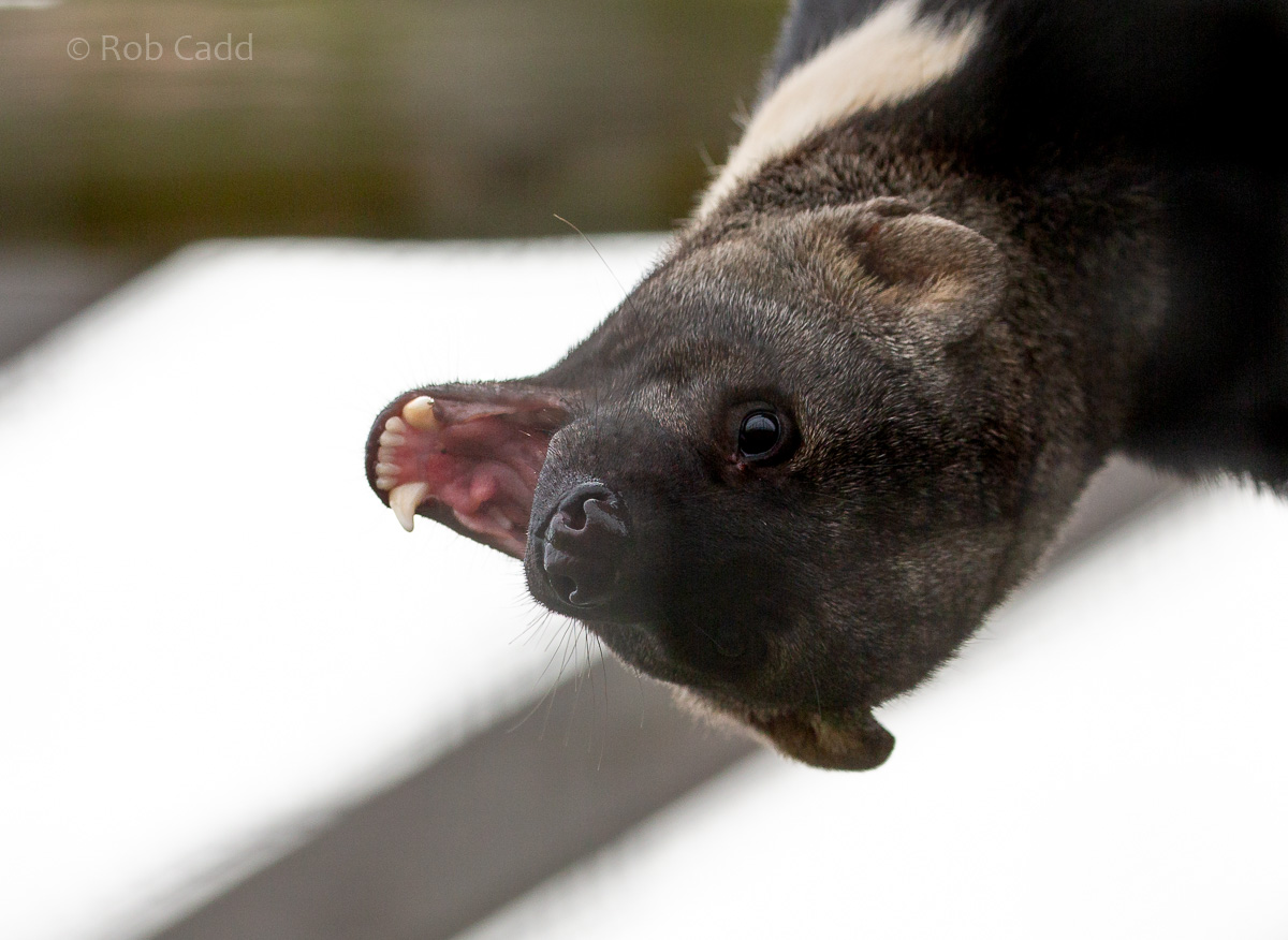 Tayra : Hamerton : 05 Apr 2019