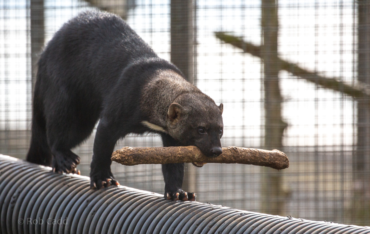 Tayra : Hamerton : 05 Apr 2019