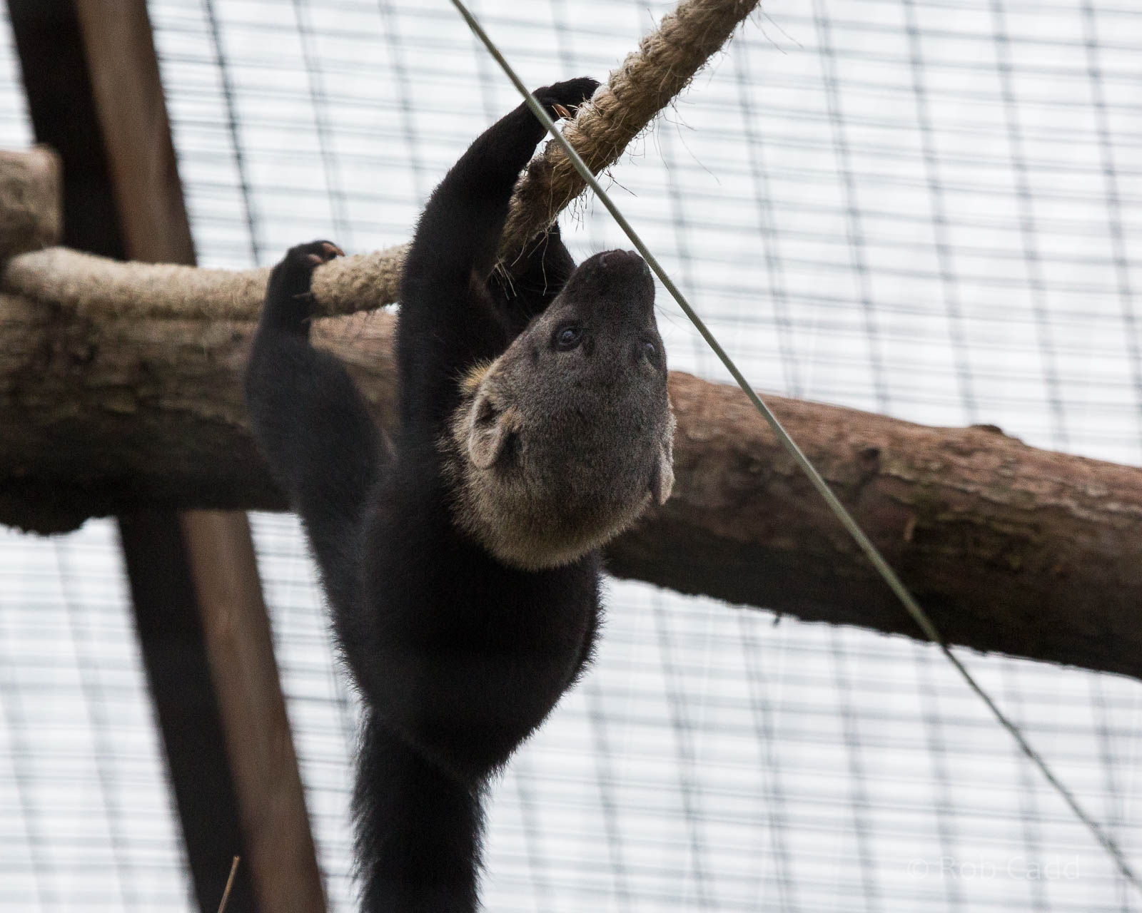 Tayra : Hamerton : 05 Sep 2014