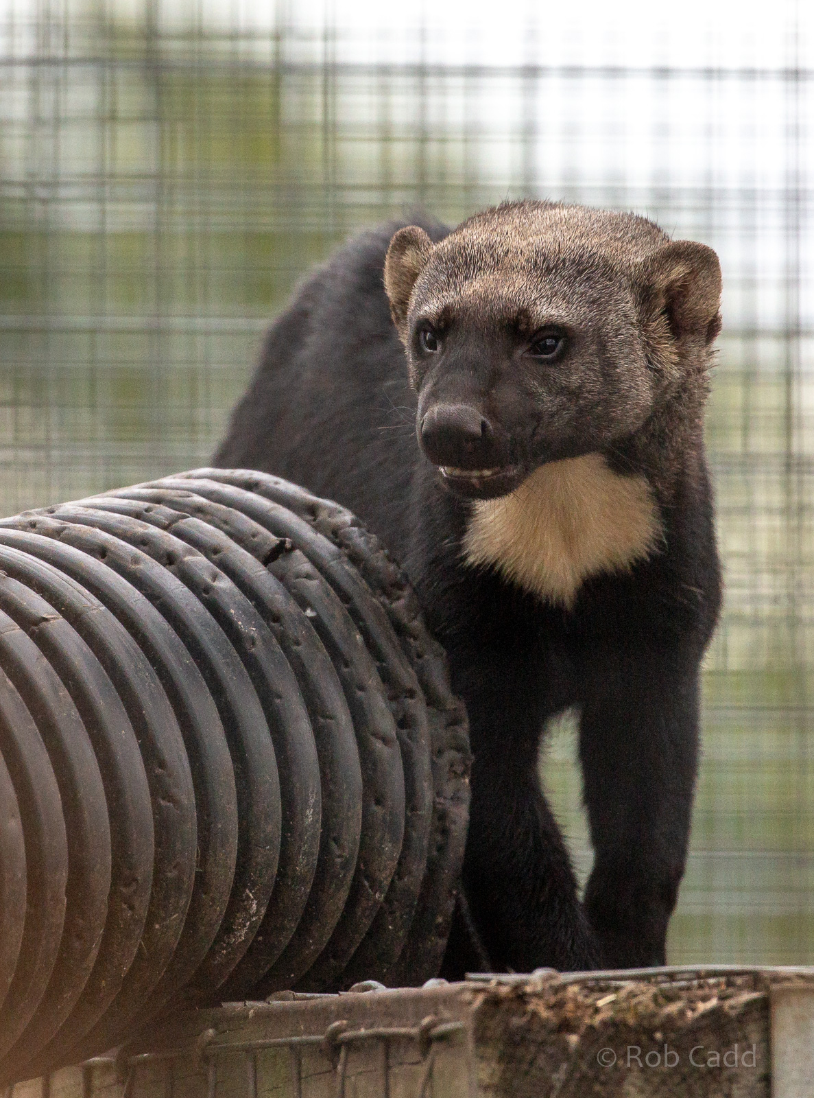 Tayra : Hamerton : 08 Sep 2018