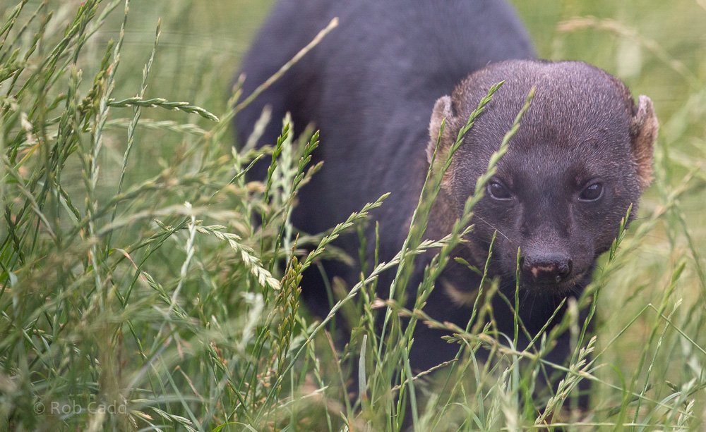 Tayra : Hamerton : 14 Jul 2019