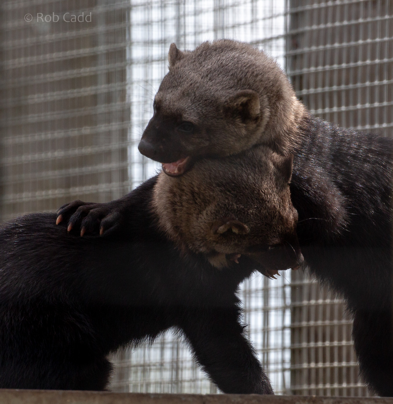 Tayra : Hamerton : 15 Jun 2018