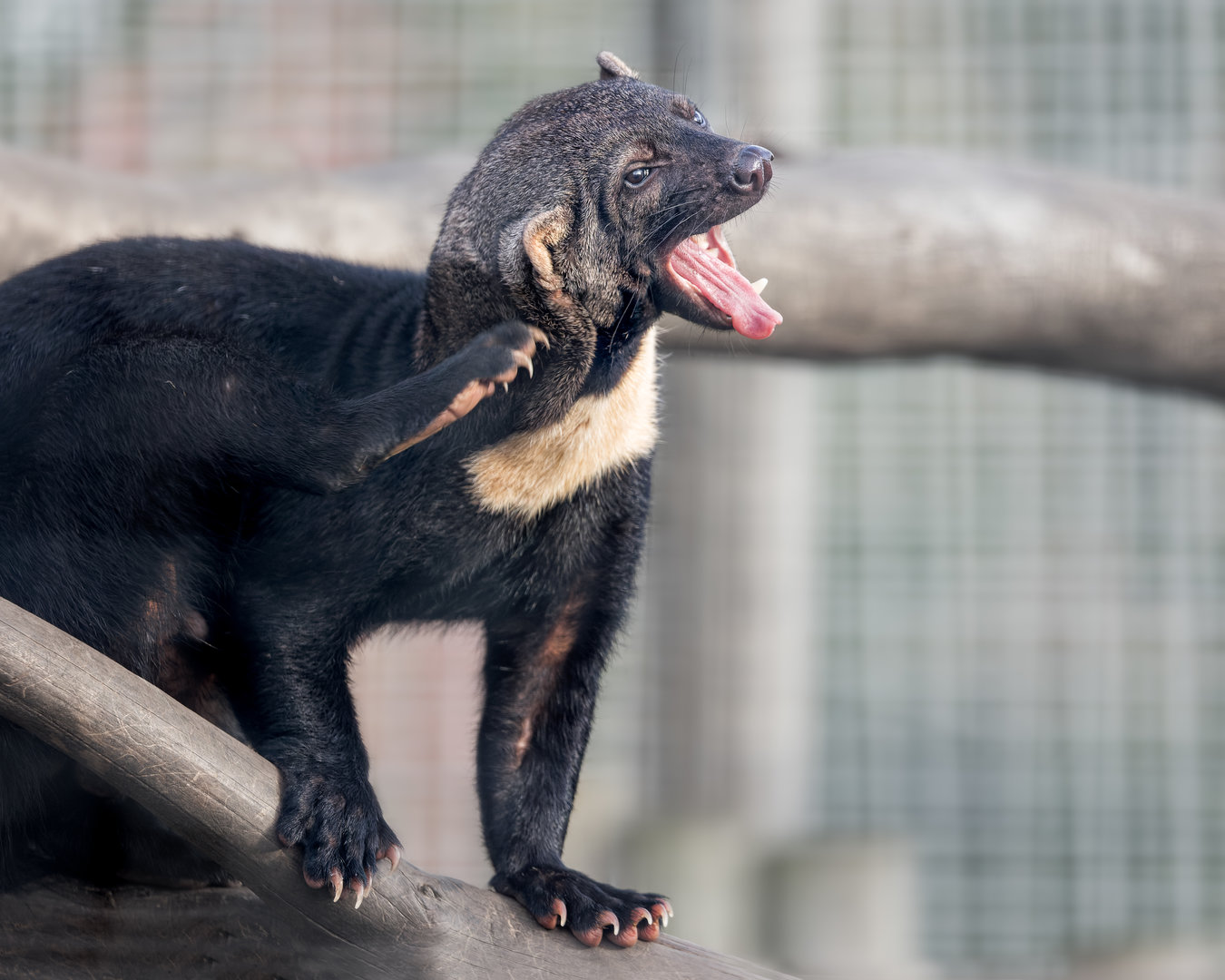 Tayra / Hamerton / 19-10-22