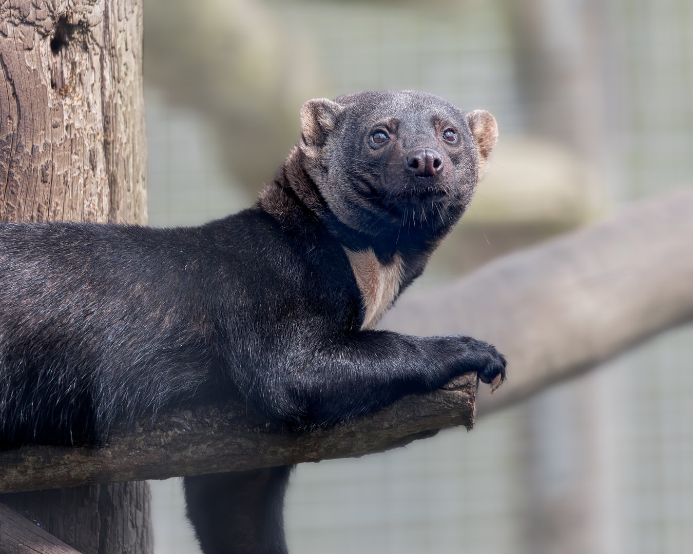 Tayra  / Hamerton / 25-7-23