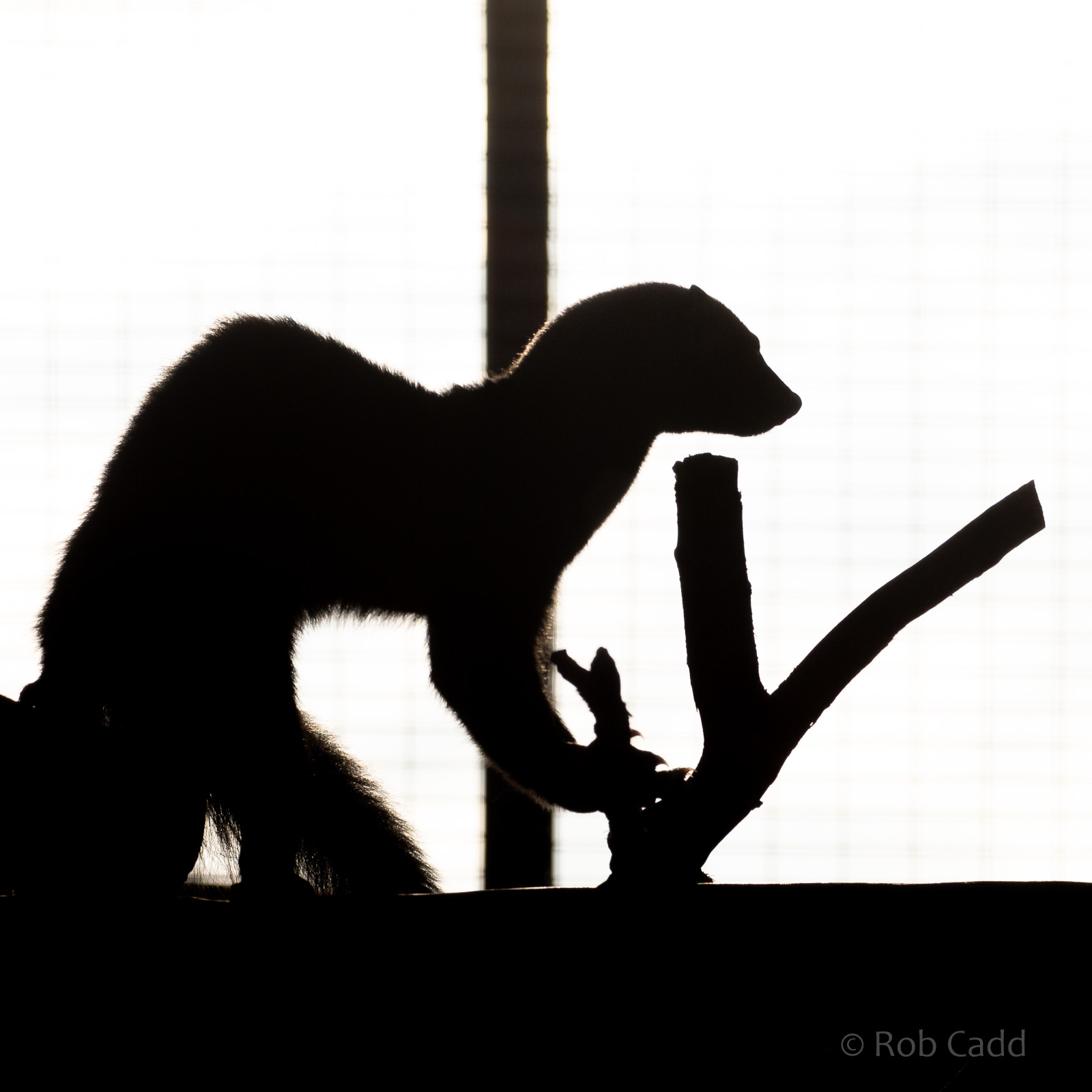 Tayra : Hamerton : 25 Nov 2018