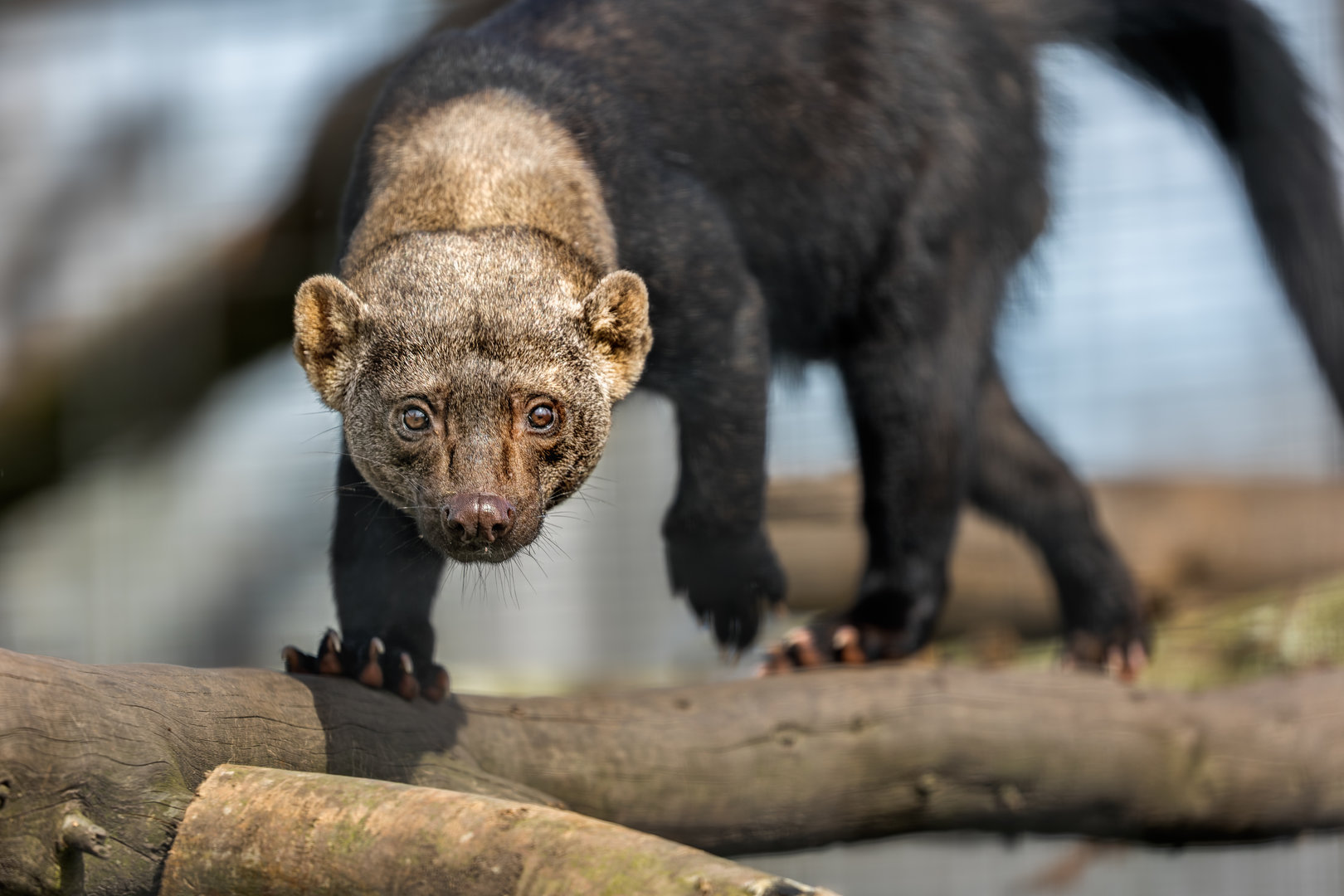 Tayra / Hamerton / 3-5-23