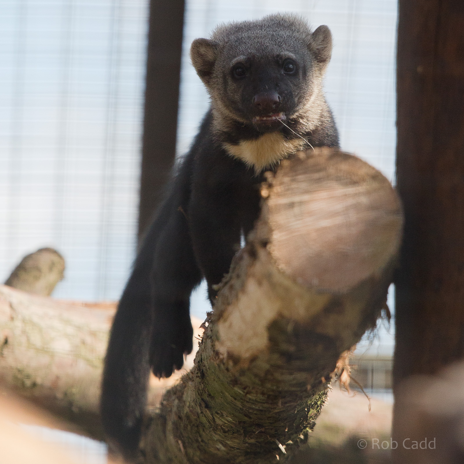 Tayra : Hamerton : 31 Aug 2014